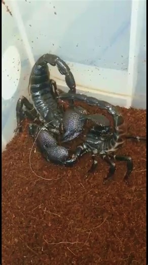 Understanding Scorpion Mating Rituals and Reproduction