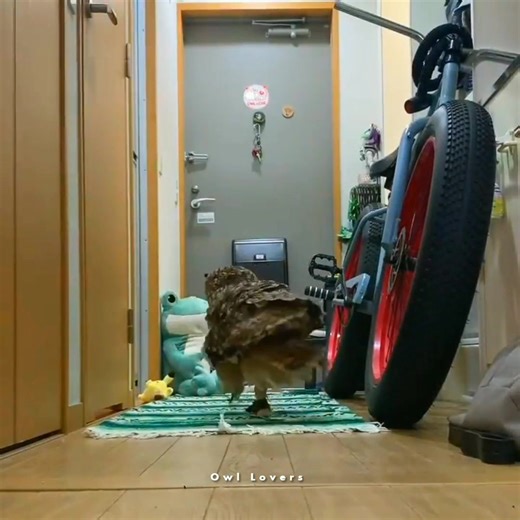 Owl videos🦉 #owl | Owl Lovers
