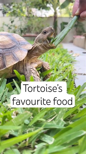 Sunday treat for Woody! #sulcata #sulcatatortoise #sulcatatortoiseinindia