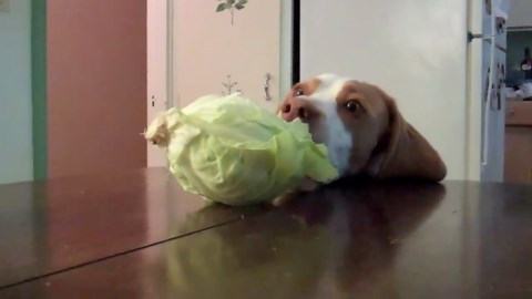 Dog Gets Caught Stealing a Whole Cabbage