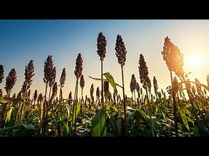 Roff Milling - Dehuller for Soybean and Sorghum