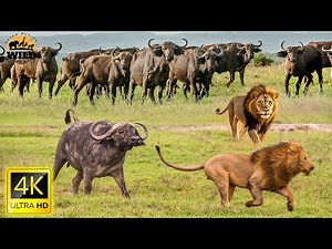4K African Animal: Makgadikgadi National Park, Botswana - Scenic Wildlife Film With African Music