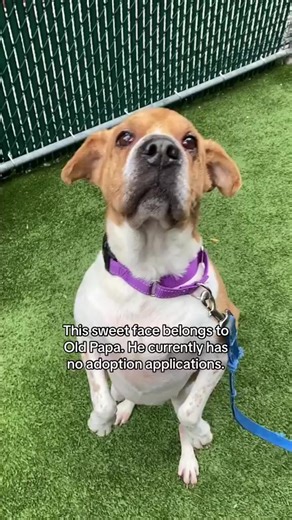 15K views · 981 reactions | Status: Available for adoption!November...