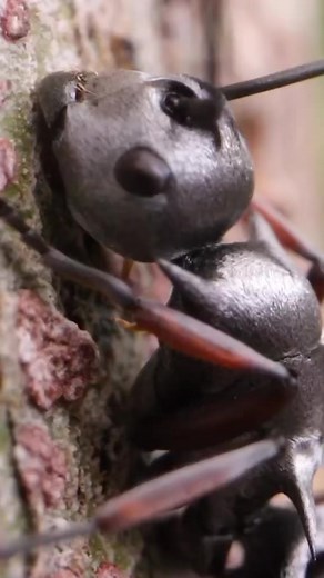 5.2K views · 142 reactions | Found this cool ant in my new Ant Forest (Part 2)#antscanada #ants #acfamily #antloveforever #antfarm #antcolony #colony #science #nature #animals #insects | AntsCanada | Facebook