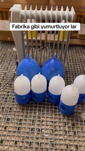 Exploring Turkish Game Bird Culture