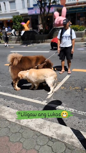 354K views · 2.7K reactions | #halloweenparty #halloween #halloweennight #kidsevent #halloweencostume #halloweenfun #kidshalloween #communityevent #barevent #adoptionevent | Ric Cognoden | Facebook