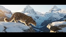 A thrilling documentary with fun facts about the snow leopard and its incredible leaps, long tail, and cold weather survival skills. This original video was produced by Network Media, LLC and Eric B. | Artfully Imagined