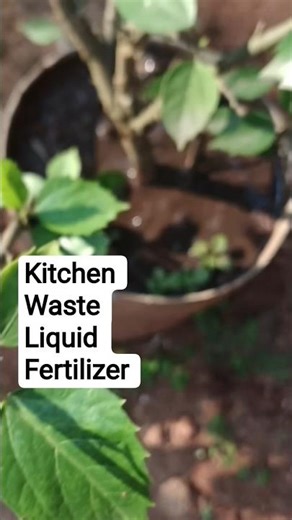 The Best Liquid Fertilizers For Plants👌✅