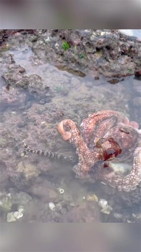 Catch and Cook Fresh Seafood: Octopus, Shrimp, and More