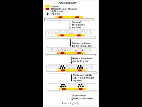 AUTORADIOGRAPHY--USE OF RADIOACTIVITY FOR BIOLOGICAL MATARIALS