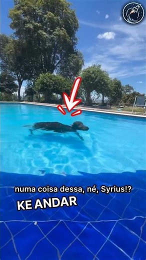 This woman find a cow swimming in his pool | But what she did next 😱🫡 #respect #shorts #ytshorts