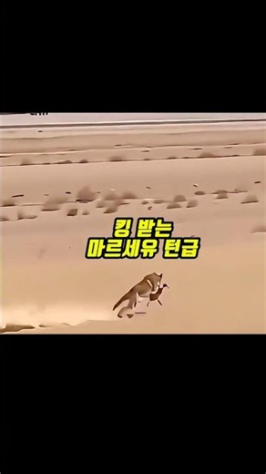 로드러너 vs 코요테, 만화가 현실이 되는 순간 (결말주의) #실화 #루니툰 #만화