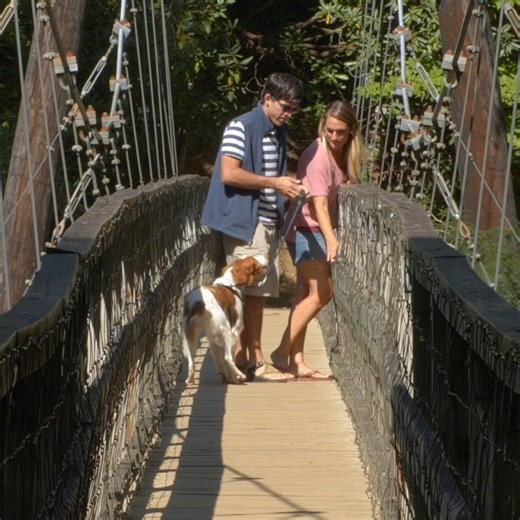 Blue Ridge is home to miles of hiking trails, stunning waterfalls, and lush forests just waiting to be explored. Enjoy the adventure with your favorite 4-legged companion! 🐕 Learn more about dog-friendly fun in Blue Ridge here: https://www.blueridgemountains.com/blog/fido-friendly-blue-ridge/ | Visit Blue Ridge GA