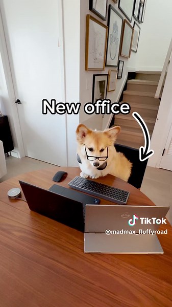 Maxine's Portable Work Setup with Dell Gear