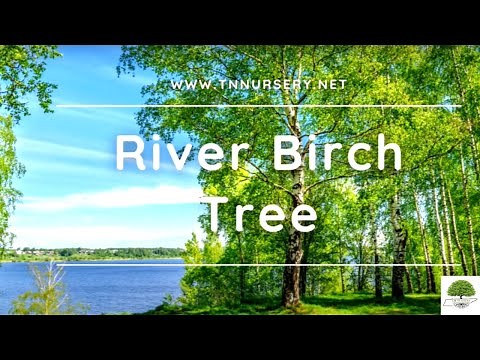 River Birch Trees - TN Nursery