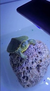How to Set Up the Perfect Habitat for Your Red Eared Slider