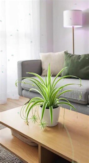 A Single Spider Plant Can Remove Up to 95% of Indoor Air Toxins — Nature’s Own Air Purifier Scientific studies have shown that the spider plant (Chlorophytum comosum) is remarkably effective at cleaning indoor air. Under controlled conditions, one healthy spider plant can absorb up to 95% of harmful airborne chemicals, including formaldehyde and mold spores, from a 200 square foot space within just 24 hours. Unlike electronic air purifiers, spider plants work silently and continuously through na