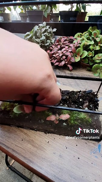 Leafy Corner Plants on TikTok