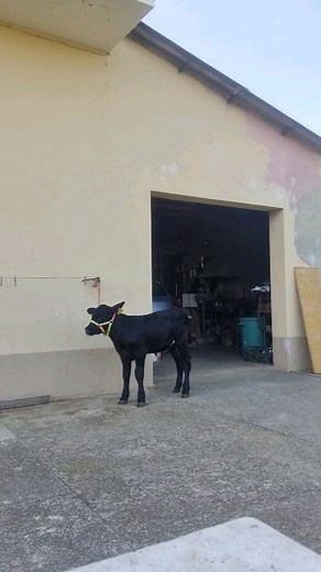 Abituando il mio bambino al contatto con il suo posteriore ❤❤❤🦬 Sei troppo forte bimbo mio | Miriana.bongiorni.1