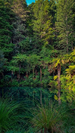 Secret Spot Hot Tubs on Instagram: "Our hidden secret? It’s in the water 💧🌿 High in the forest lies a crystal-clear aquifer spring. Surrounded by ferns, this pure water bubbles up and fills our hot tubs - heated to a cozy 39.9 degrees Celsius. The fresh non-geothermal water is treated to NZ Pool Water Quality Standards with our Enviroswim treatment system. This means our water has minimal chemicals and is friendly on both our bathers and the environment. Just pure, soothing forest goodness 😌�