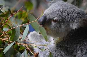 【申込前に要問合せ】カランビン・ワイルドライフ・サンクチュアリー / Currumbin Wildlife Sanctuary — TCI Sydney