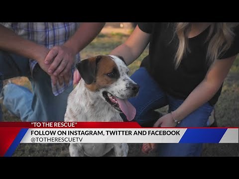 New Tv series 'To The Rescue' shares uplifting stories of rescued dogs