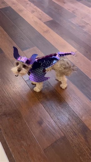 Happy Howl-oween!!! Be safe out there! . . . #dogs #dogsarethebest #halloween #schnauzersofinstagram #schnauzer | Tammy Gunn