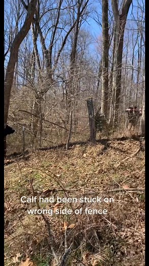 154K views · 538 reactions | Glad we found him in time.. Was very weak but getting better today! ❤️ #calves #taggingcalves #cattlefarm #OscarsAtHome #cattleman #foryou #calvingseason #fyp | Haydn House | Facebook