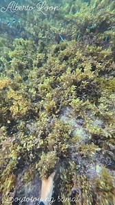 649 reactions · 24 comments | Unsay dili kaigo tusok lagi酪 #followersreels #engagement #algorithm #SAMALSPEARO | Alberto Loon | Facebook