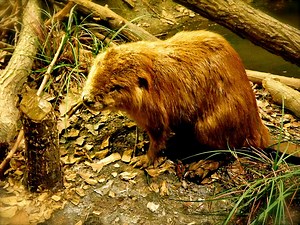 Temperate Rainforest