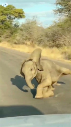Best Animals of the Week 🐘🐕🔥