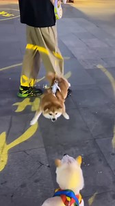 The dog was determined to fight 😂 | Shiba Inu Overload
