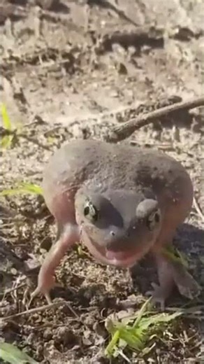 I bet you weren't expecting THAT... 🔊😱 #natureismetal