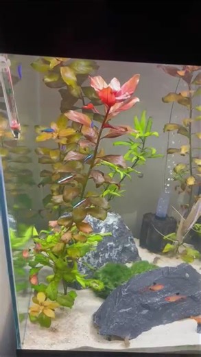 Community tropical fish tank #fish #fishkeepinghobby #aquarium #aquascape