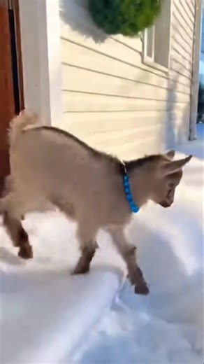 A baby goat first time in Snow #france #germany #usa #india