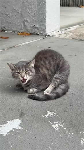 The Esme update you've all been waiting for... keep watching to see her go from alone and in pain with significant injuries to healing and safe indoors! We found out she is only about 6 months old 😭 She has her 2 week post surgery appointment at AMC this week for suture removal and to check and see how her legs are healing and if she will need physical therapy (leg exercises) at home with her foster. Thoughts all of this her spirits have been high and she has never stopped eating, which is a gr