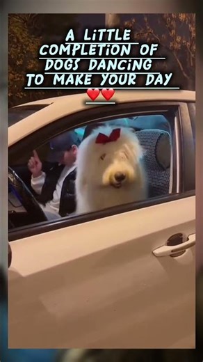 Cute dogs dancing to make your day ! ❤️