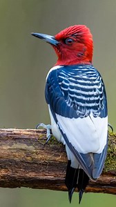 Amazing woodpecker | Nature And Wildlife