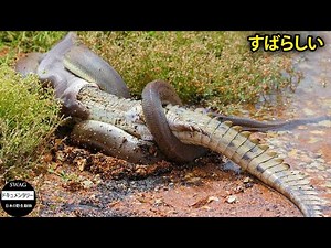 すばらしい！ ヘビ狩りの45の瞬間がカメラに記録されました | 野生動物