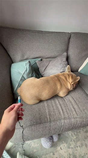 Hey who was that!? 💨 #funnydog #fart #frenchie