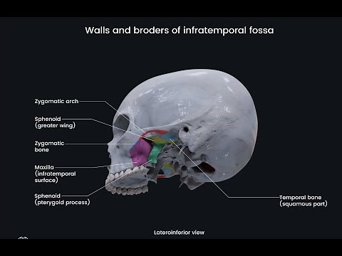 Infratemporal Fossa Anatomy | Muscles, Nerves & Blood Supply Explained!