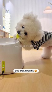Automatic Dog Ball Launcher 🎾 | Poodle In