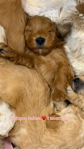 Our little Maltipoo babies are officially one month old! 💕 Most are over a pound now-such a relief. They are still so tiny, but absolutely perfect, and growing more beautiful every single day. #maltipoo #utahpuppies #arizona #nevada #califonia | Winchester Hills Poodles and Doodles