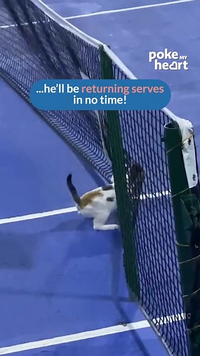 Cat vs. Tennis Ball #catgames #tennisfun #petantics #funnypets | Poke My Heart