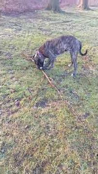 Cane Corso/amarican Bully Mix❤️