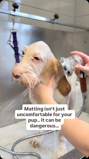 Matting isn’t just uncomfortable… it can actually be dangerous for your dog. ✨ Mats pull tightly on the skin, causing pain, bruising, and even sores underneath ✨ They can hide ticks, fleas, and infections that go unnoticed ✨ In severe cases, matting can cut off circulation or lead to skin tearing when removed Regular brushing and grooming isn’t just about keeping your dog looking cute.. it’s essential for their comfort & health. We are now offering EXPRESS services you can add to you dog groom f