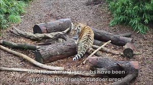 17K views · 1K reactions | As our three Amur tiger cubs continue to grow in size and confidence they have now been given access to the larger of the two outside areas and have been enjoying the chance to explore new surroundings! 李 #GrowingUpFast #AmurTiger #Cubs #Adventures | Colchester Zoo | Facebook