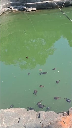 "The turtles are swimming nicely/happily ##turtle ##short##shortsvideo