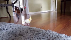 4.1K views · 240 reactions | Lola is patrolling the floor. | Lola's World | Facebook