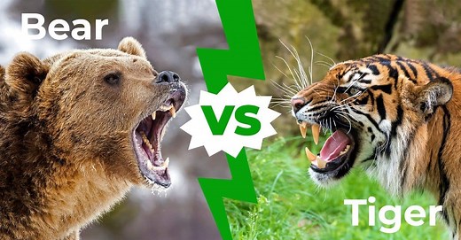 Bear vs Tiger: Who Would Win In A Fight?